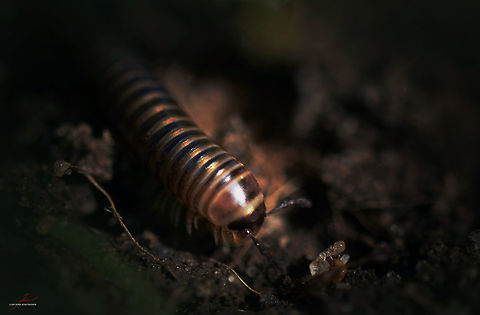 Cylindroiulus caeruleocinctus  Arthropods,Cylindroiulus caeruleocinctus,Macro,Millipede