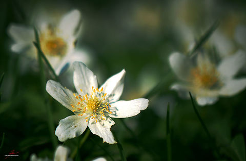 Anemone nemorosa  Anemone nemorosa,Flora,Macro,Plants,Wildflowers,Wood anemone,bloom,blossom