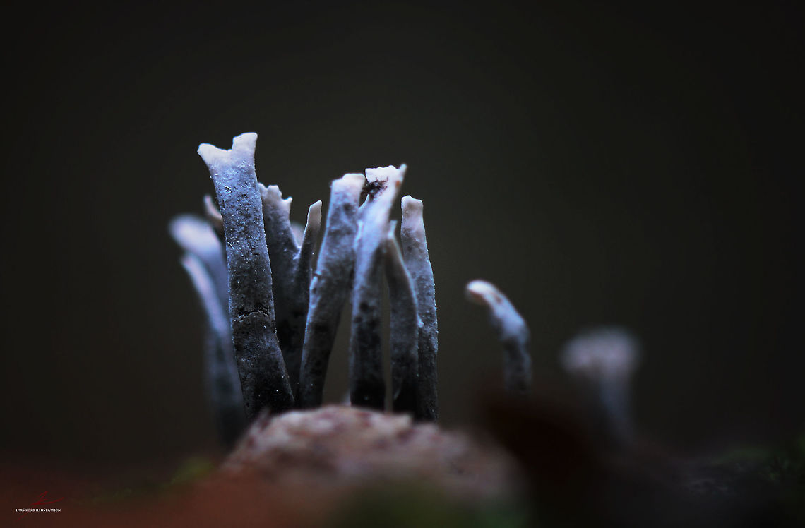 Xylaria hypoxylon  Candlesnuff fungus,Forest,Fungi,Macro,Xylaria hypoxylon