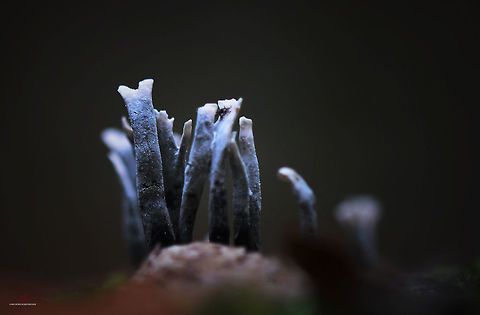 Xylaria hypoxylon  Candlesnuff fungus,Forest,Fungi,Macro,Xylaria hypoxylon