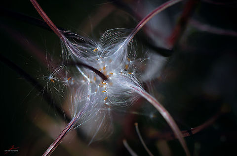 Chamaenerion angustifolium  Chamaenerion angustifolium,Chamerion angustifolium,Fireweed,Flora,Plants,Rosebay willowherb or fireweed,seeds