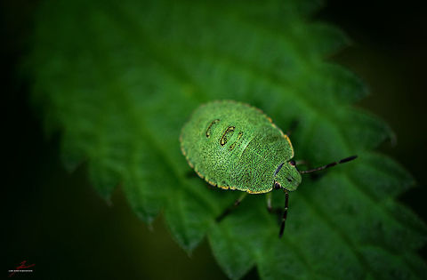 Palomena prasina  Arthropods,Green shield bug,Insects,Macro,Palomena prasina,nymph,shield bugs