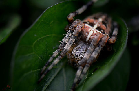 Araneus diadematus  Araneus diadematus,Arthropods,European garden spider,Macro,Spiders,cross spider