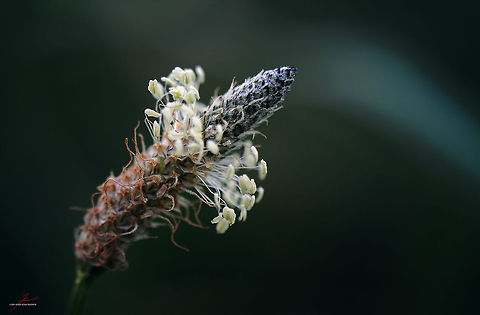 Plantago lanceolata  Flora,Macro,Medicinal herb,Plantago lanceolata,Ribwort Plantain,herbs
