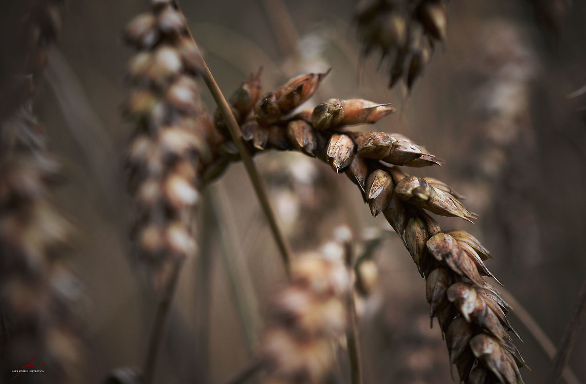 Avena fatua  Avena fatua,Common Wild Oat,Flora,Macro,Plants,crop,seed heads,seeds