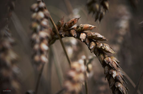 Avena fatua  Avena fatua,Common Wild Oat,Flora,Macro,Plants,crop,seed heads,seeds