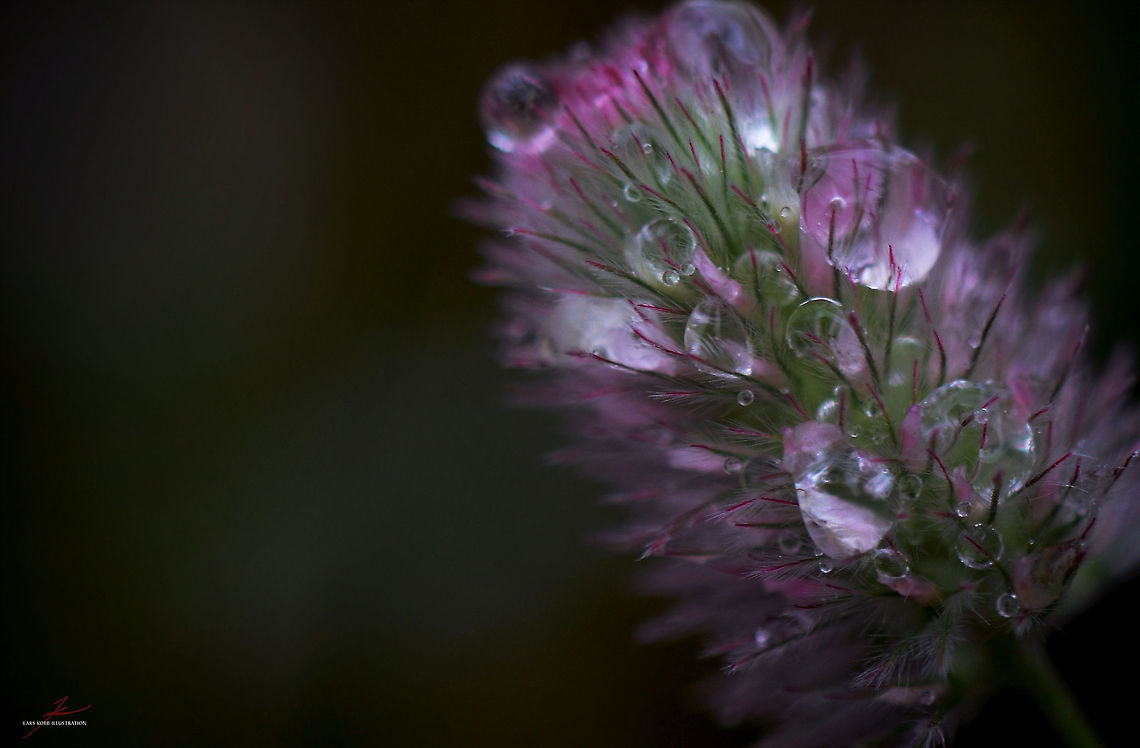 Trifolium arvense  Clover,Flora,Macro,Plants,Rabbit-foot clover,Trifolium arvense
