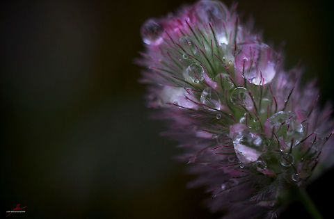 Trifolium arvense  Clover,Flora,Macro,Plants,Rabbit-foot clover,Trifolium arvense