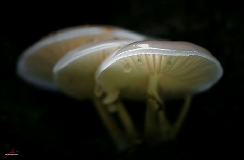 Oudemansiella mucida  Fungi,Macro,Oudemansiella mucida,Porcelain fungus