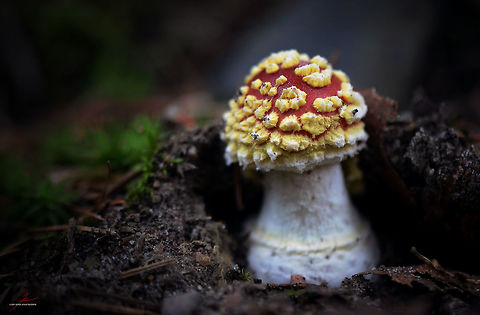 Amanita muscaria  Amanita muscaria,Fly agaric,Fungi,macro