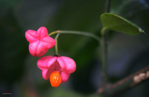 Euonymus europaeus, fruit  Euonymus europaeus,European spindle,Flora,Plants,fruits,seedpods,seeds,shrubs