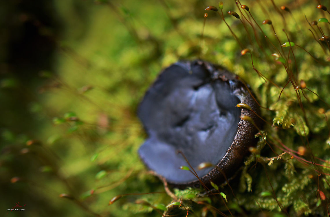 Bulgaria inquinans  Black bulgar,Bulgaria inquinans,Forest,Fungi,Macro,Mushrooms