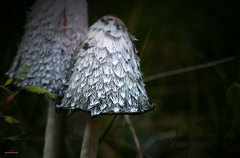 Coprinus comatus  Coprinus comatus,Fungi,Macro,Shaggy ink cap