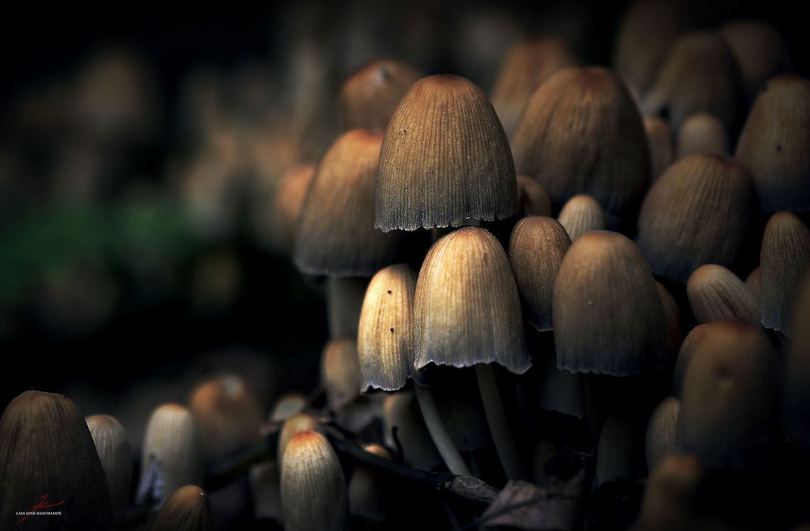 Coprinellus micaceus  Coprinellus micaceus,Fungi,Macro,Mushrooms