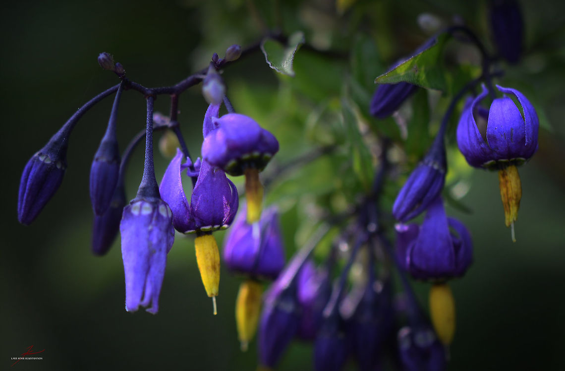 Solanum dulcamara  Bittersweet Nightshade,Flora,Macro,Plants,Solanum dulcamara,bloom,blossom,toxic