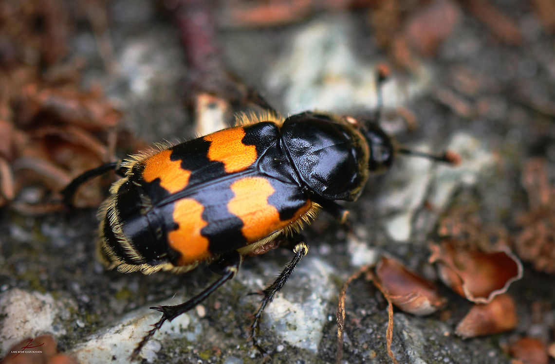 Nicrophorus vespillo  Arthropods,Beetles,Insects,Macro,Nicrophorus,Nicrophorus vespillo