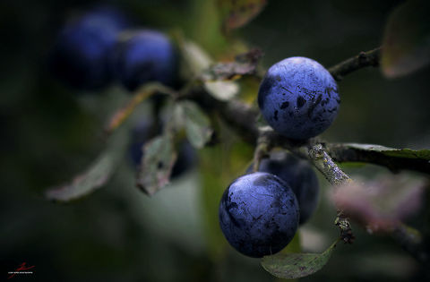 Prunus spinosa  Flora,Macro,Plants,Prunus spinosa,fruits,shrubs,trees