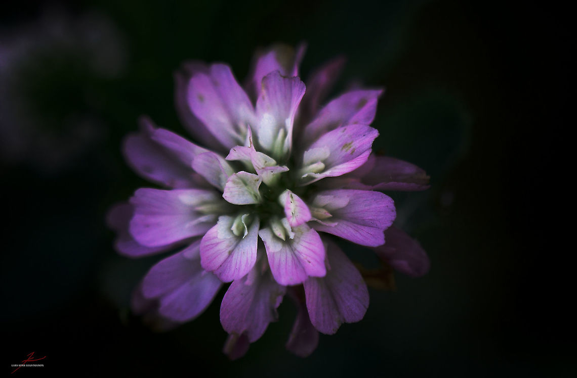 Trifolium pratense  Clover,Flora,Macro,Plants,Red clover,Trifolium pratense,Wildflowers,trifolium