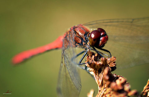 Sympetrum sanguineum  Arthropods,Insects,Macro,Ruddy Darter,Sympetrum sanguineum,dragonflies,wetland