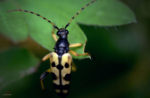 Rutpela maculata  Arthropods,Beetles,Insects,Longhorn beetle,Macro,Rutpela maculata,Spotted Longhorn