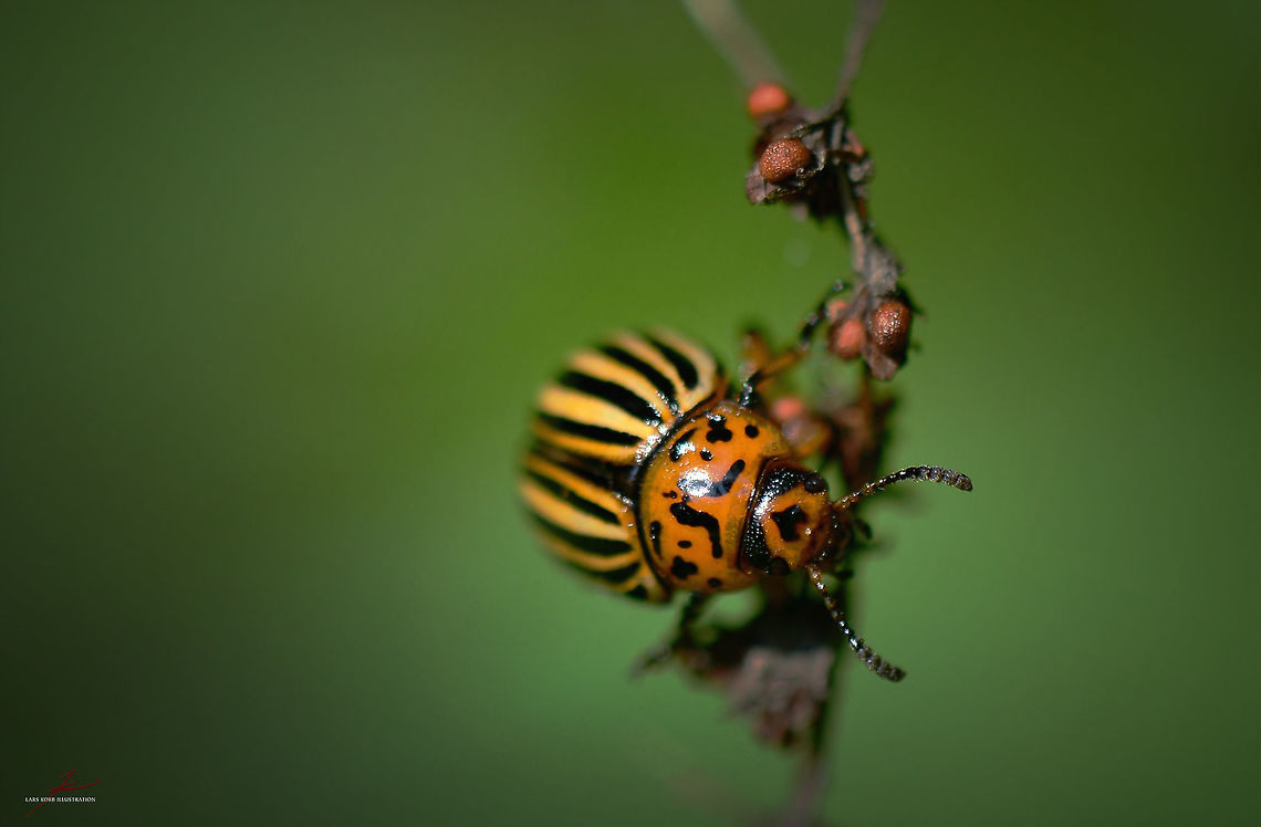 Leptinotarsa decemlineata  Arthropods,Beetles,Colorado potato beetle,Insects,Leptinotarsa decemlineata,Macro,invasive,pest