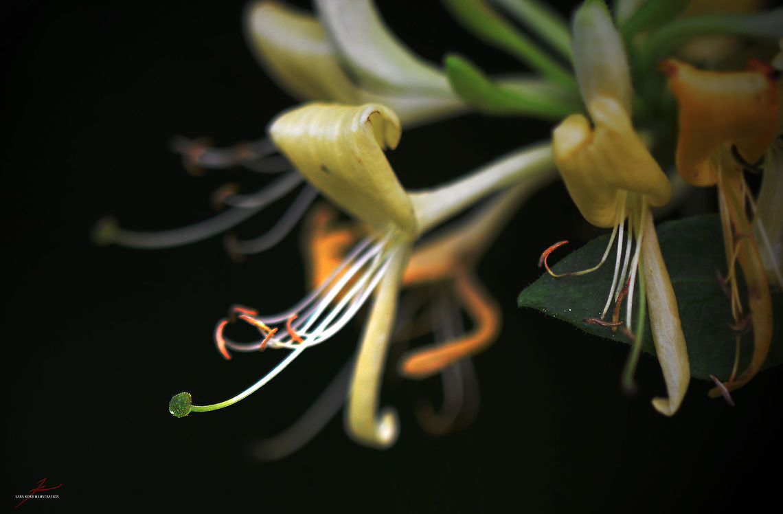Lonicera periclymenum  Common Honeysuckle,Flora,Forest,Honeysuckle,Lonicera periclymenum,Macro,Plants,bloom,blossom