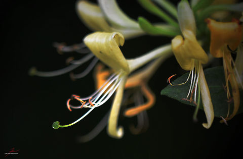 Lonicera periclymenum  Common Honeysuckle,Flora,Forest,Honeysuckle,Lonicera periclymenum,Macro,Plants,bloom,blossom