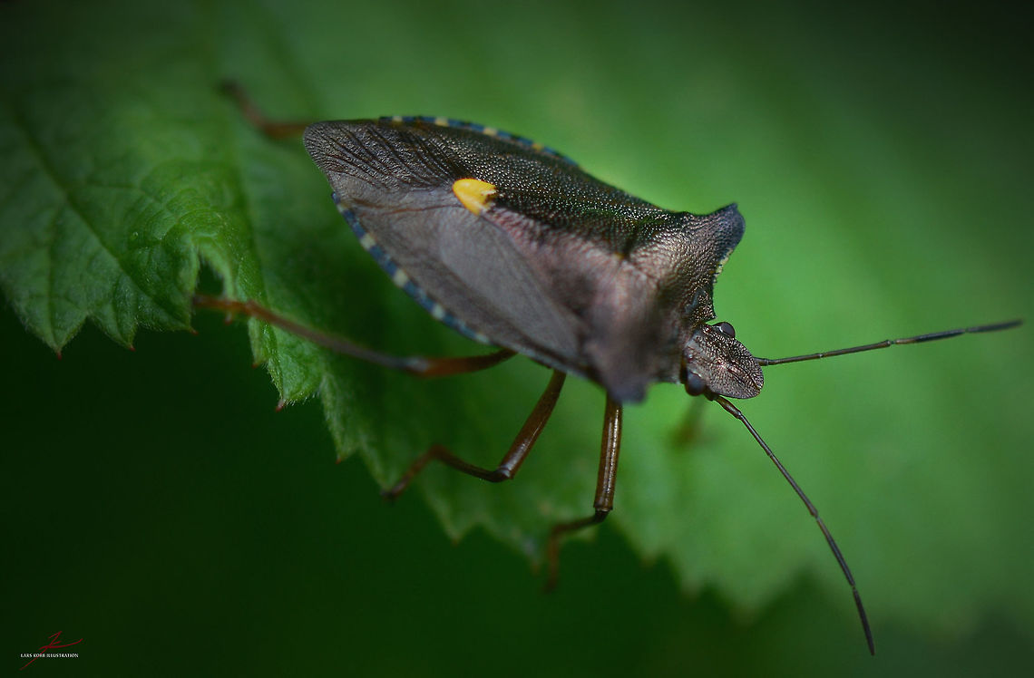 Pentatoma rufipes  Arthropods,Forest,Forest bug,Insects,Macro,Pentatoma rufipes,shield bugs