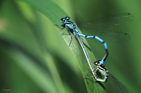 Coenagrion puella, mating  Arthropods,Azure Damselfly,Coenagrion puella,Damselflies,Macro,dragonflies,flying insects,mating