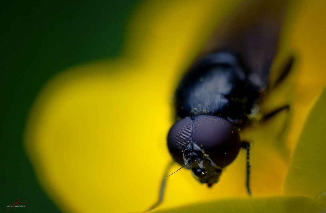 Cheilosia albitarsis  Arthropods,Cheilosia albitarsis,Hoverflies,Insects,Macro,flies