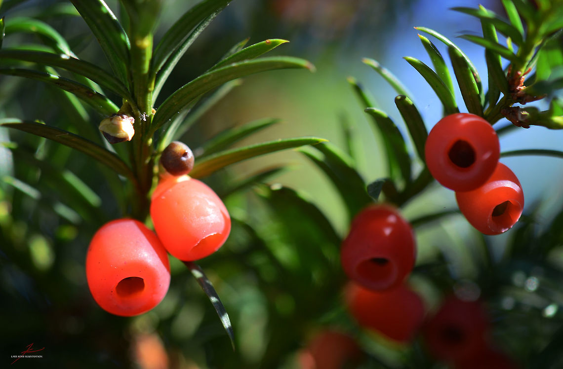 Taxus baccata, fruits  European Yew,Flora,Macro,Plants,Taxus baccata,fruits,shrubs,trees