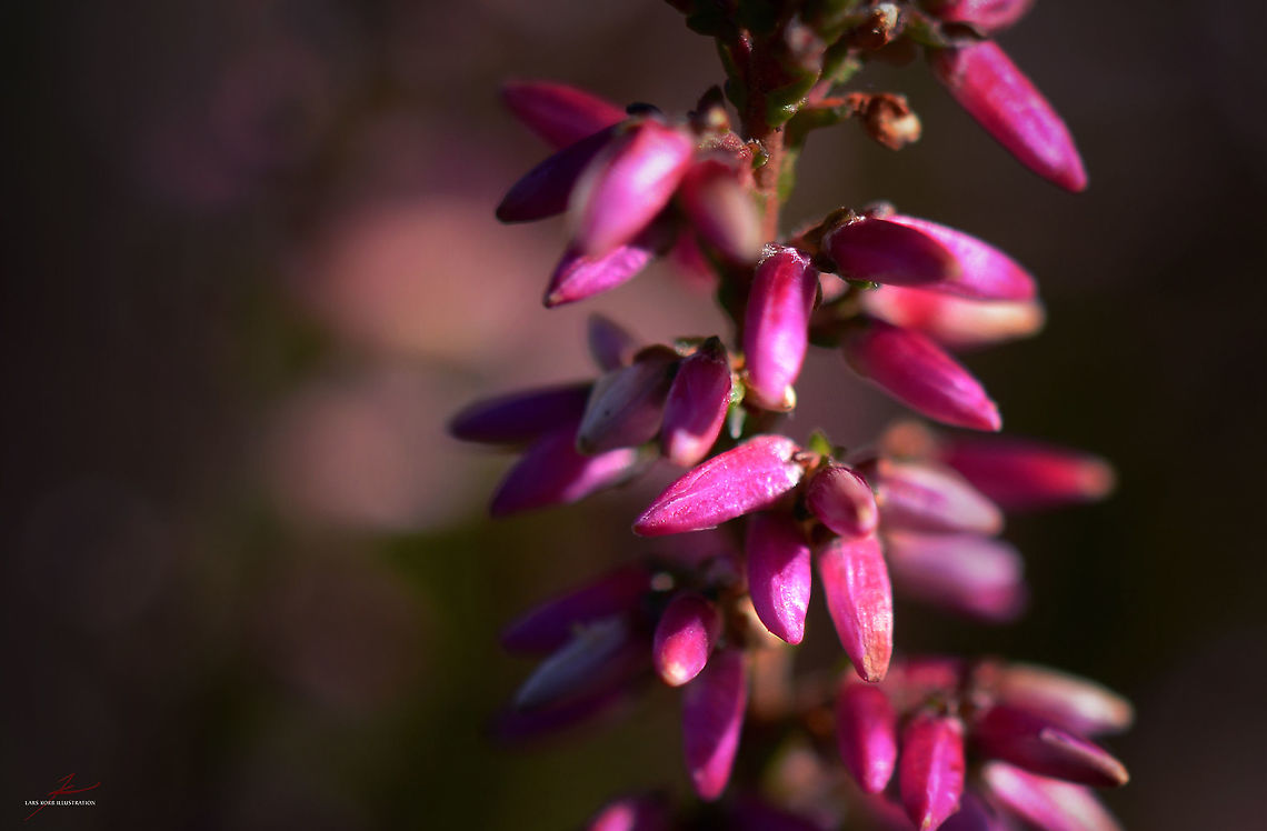 Erica cinerea  Bell heather,Erica cinerea,Flora,Macro,Plants,Wildflowers,bloom,blossoms,buds
