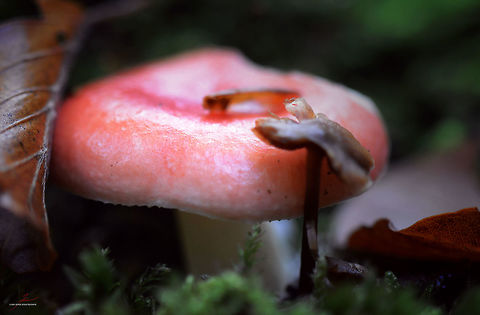 Russula nobilis  Beechwood sickener,Fungi,Macro,Mushrooms,Russula nobilis
