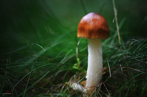 Amanita fulva  Amanita fulva,Fungi,Macro,Mushrooms,amanita,poisonous,toxic