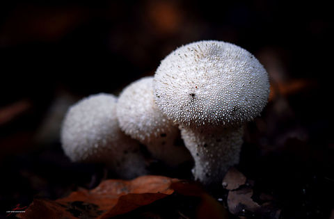 Lycoperdon perlatum  Common puffball,Fungi,Lycoperdon perlatum,Macro,Mushrooms,puffballs