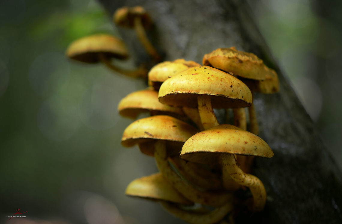 Pholiota alnicola  Alder Scalycap,Forest,Fungi,Macro,Mushrooms,Pholiota,Pholiota alnicola