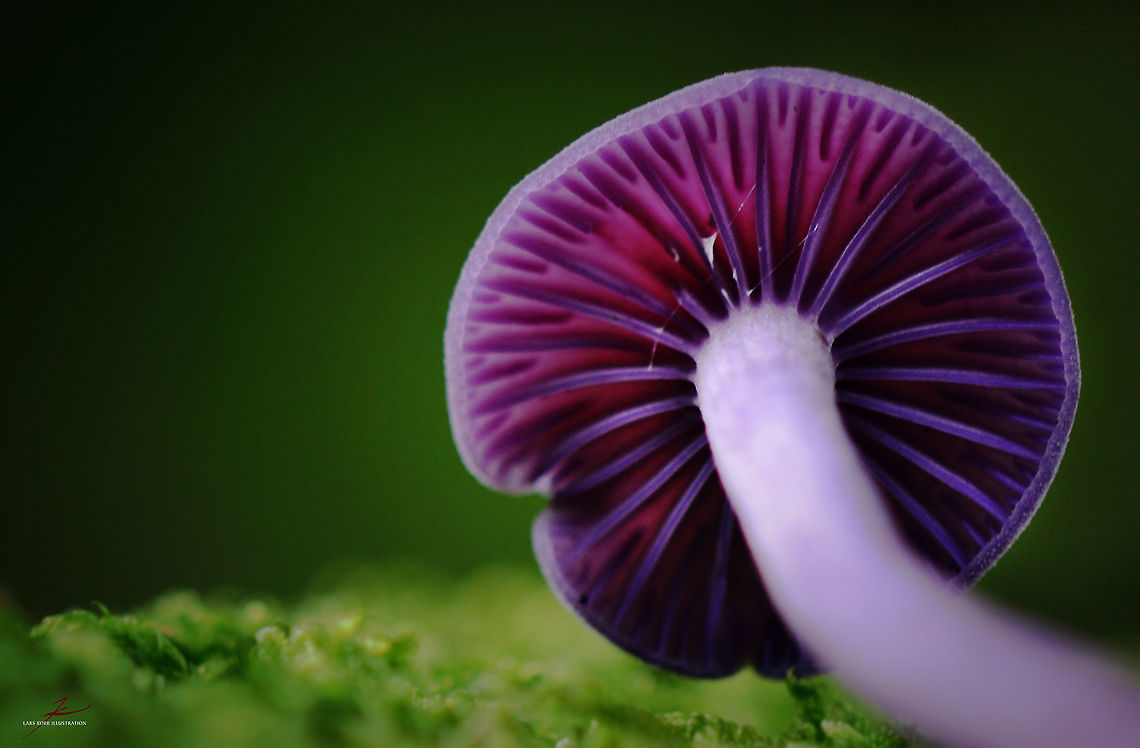 Laccaria amethystina  Amethyst Deceiver,Forest,Fungi,Laccaria amethystina,Macro,Mushrooms,edible