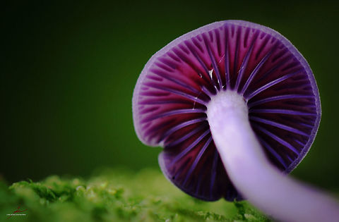 Laccaria amethystina  Amethyst Deceiver,Forest,Fungi,Laccaria amethystina,Macro,Mushrooms,edible