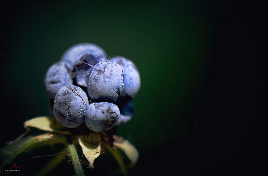 Rubus caesius, fruit  Flora,Macro,Plants,Rubus caesius,fruits,rubus