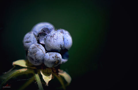 Rubus caesius, fruit  Flora,Macro,Plants,Rubus caesius,fruits,rubus