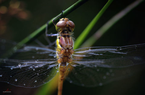 Sympetrum striolatum  Arthropods,Common Darter,Macro,Sympetrum striolatum,dragonflies,flying insects