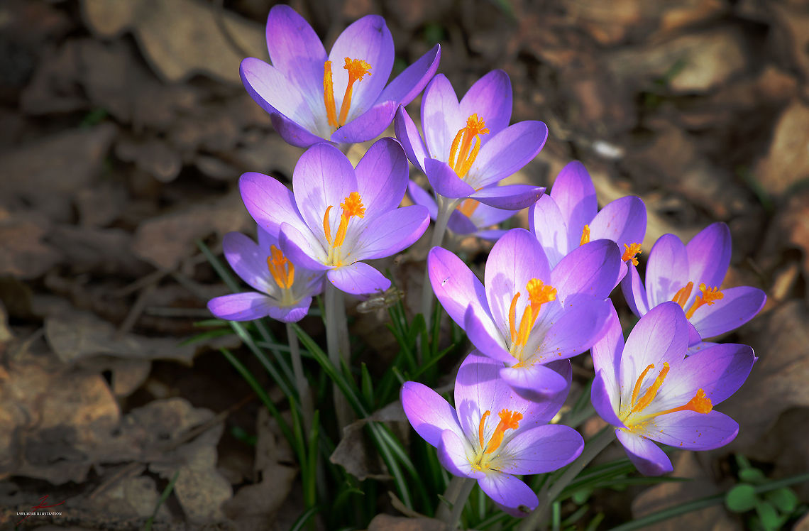 Colchicum autumnale  Autumn crocus,Colchicum autumnale,Flora,Macro,Plants,Wildflowers,bloom,blossom