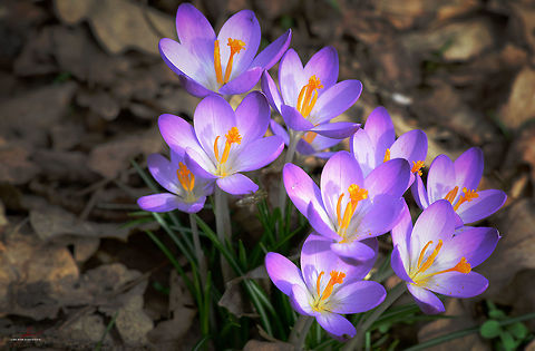 Colchicum autumnale  Autumn crocus,Colchicum autumnale,Flora,Macro,Plants,Wildflowers,bloom,blossom