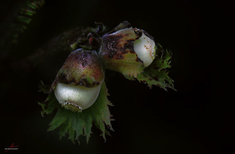 Corylus avellana, unripe fruits  Common hazel,Corylus avellana,Flora,Macro,Plants,fruits,nuts,shrubs,trees