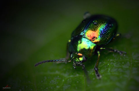 Chrysolina fastuosa  Arthropods,Beetles,Chrysolina fastuosa,Dead-nettle leaf beetle,Insects,Macro