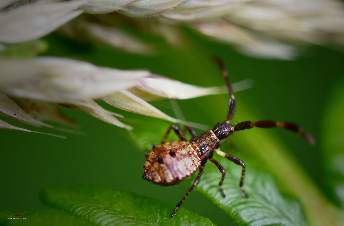 Coreus marginatus, nymph  Arthropods,Coreus marginatus,Dock bug,Insects,Macro,nymph,true bugs