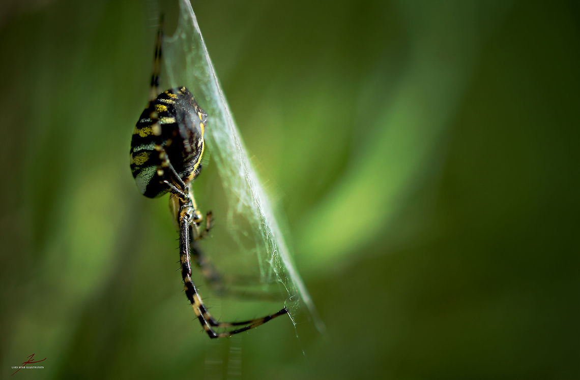 Argiope bruennichi  Argiope bruennichi,Arthropods,Insects,Macro,Spiders,Wasp spider