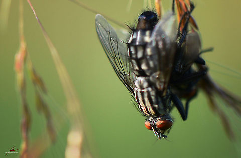Sarcophaga carnaria  Arthropods,Macro,Sarcophaga carnaria,fleshflies,flies,flying insects
