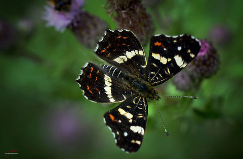 Araschnia levana, summer generation  Araschnia levana,Arthropods,Insects,Macro,Map,butterflies