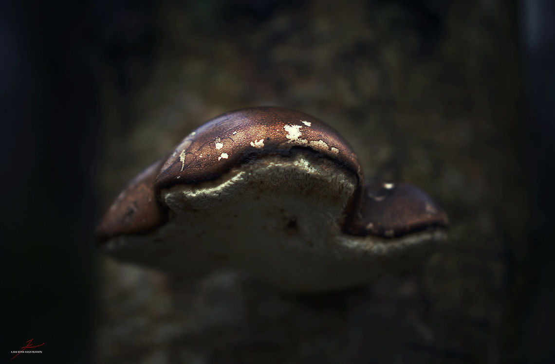 Fomitopsis betulina  Birch polypore,Fomitopsis betulina,Fungi,Macro,Mushrooms,birch,polypore